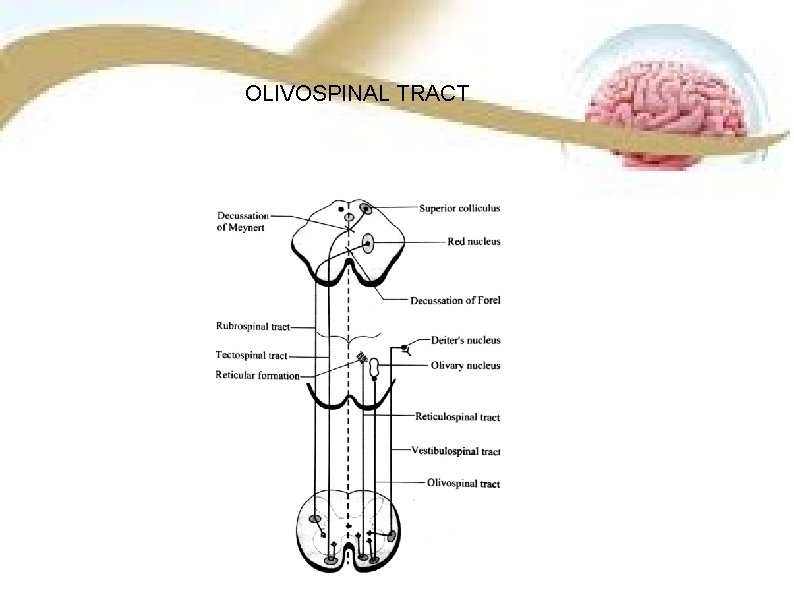 OLIVOSPINAL TRACT 