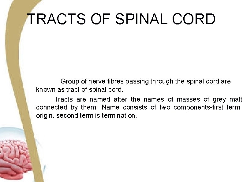 TRACTS OF SPINAL CORD Group of nerve fibres passing through the spinal cord are