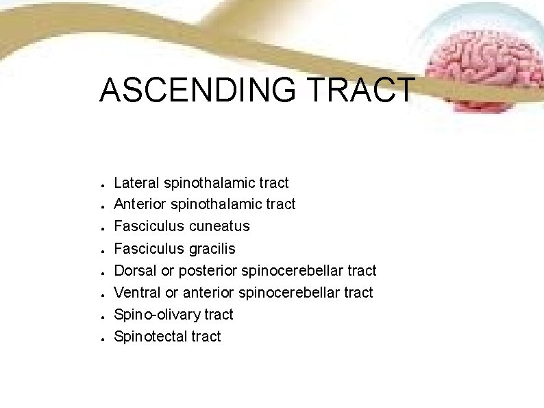 ASCENDING TRACT ● ● ● ● Lateral spinothalamic tract Anterior spinothalamic tract Fasciculus cuneatus ASCENDING TRACT ● ● ● ● Lateral spinothalamic tract Anterior spinothalamic tract Fasciculus cuneatus