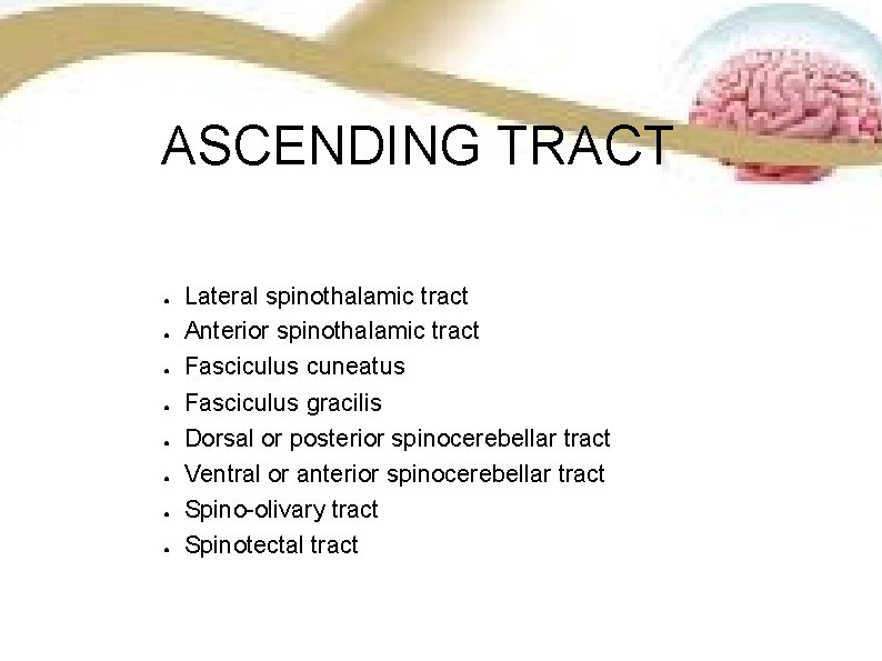 ASCENDING TRACT ● ● ● ● Lateral spinothalamic tract Anterior spinothalamic tract Fasciculus cuneatus