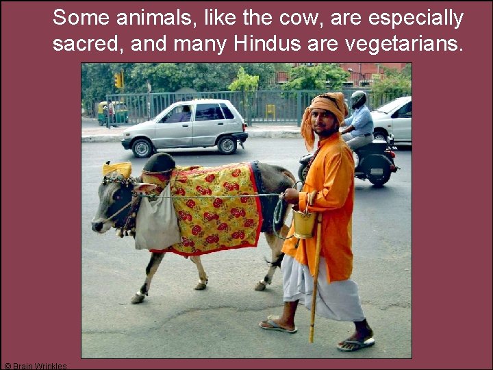 Some animals, like the cow, are especially sacred, and many Hindus are vegetarians. ©