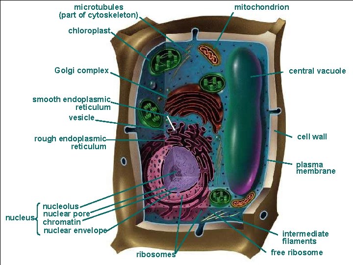 microtubules (part of cytoskeleton) mitochondrion chloroplast Golgi complex central vacuole smooth endoplasmic reticulum vesicle