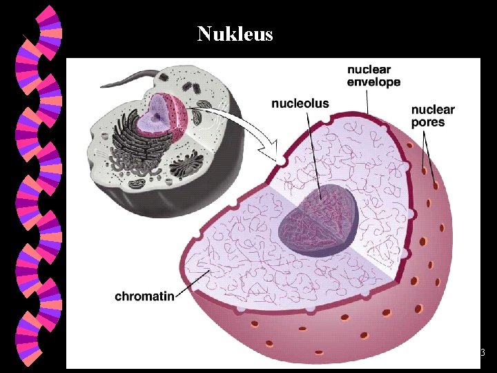 Nukleus 11/28/2020 Gieks 43 