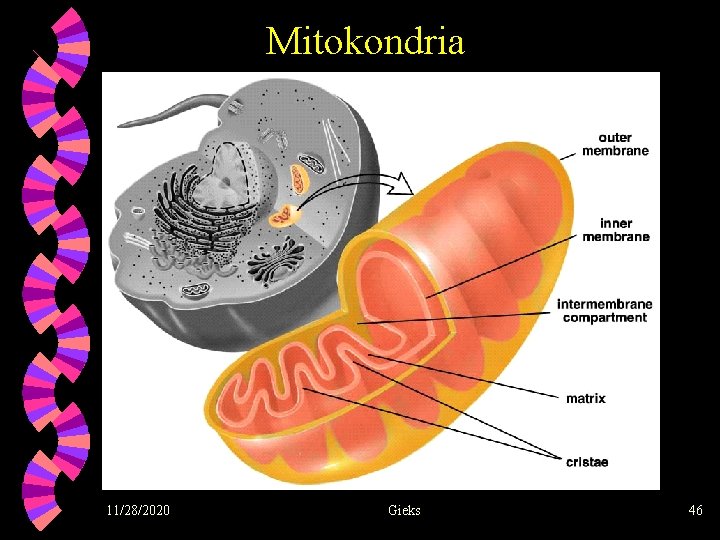 Mitokondria 11/28/2020 Gieks 46 