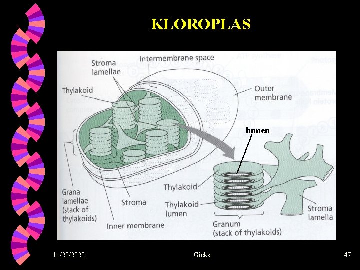 KLOROPLAS lumen 11/28/2020 Gieks 47 