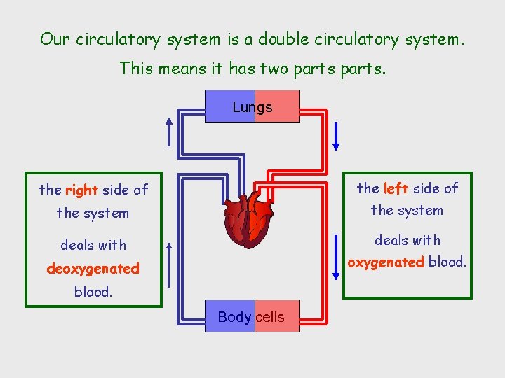 Our circulatory system is a double circulatory system. This means it has two parts.