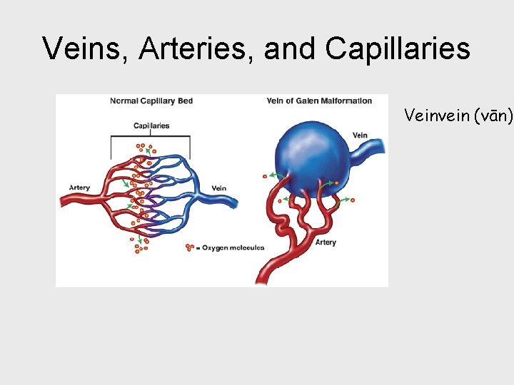 Veins, Arteries, and Capillaries Veinvein (vān) 