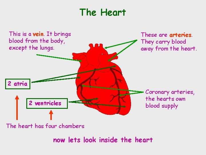 The Heart This is a vein. It brings blood from the body, except the