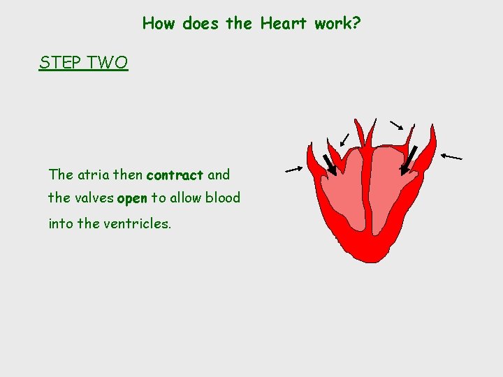 How does the Heart work? STEP TWO The atria then contract and the valves
