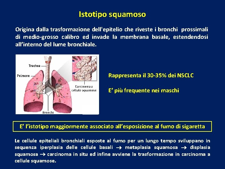 Istotipo squamoso Origina dalla trasformazione dell'epitelio che riveste i bronchi prossimali di medio-grosso calibro