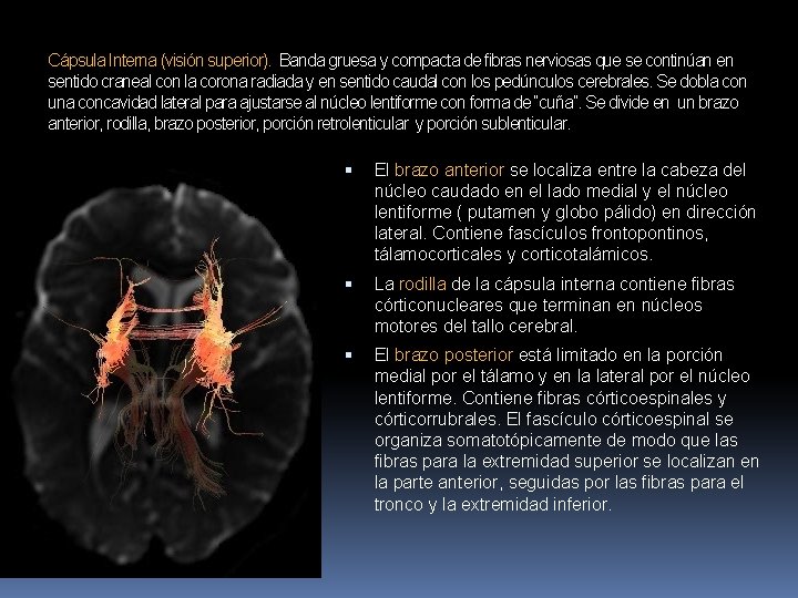 Cápsula Interna (visión superior). Banda gruesa y compacta de fibras nerviosas que se continúan