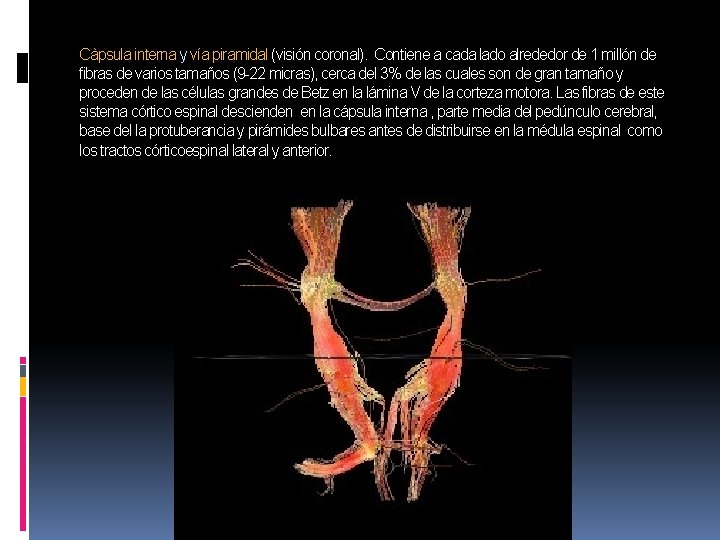 Càpsula interna y vía piramidal (visión coronal). Contiene a cada lado alrededor de 1