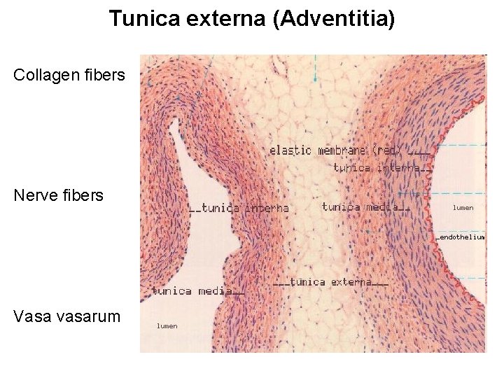 Tunica externa (Adventitia) Collagen fibers Nerve fibers Vasa vasarum Tunica externa (Adventitia) Collagen fibers Nerve fibers Vasa vasarum