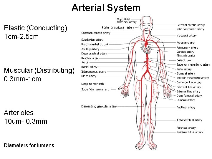 Arterial System Elastic (Conducting) 1 cm-2. 5 cm Muscular (Distributing) 0. 3 mm-1 cm Arterial System Elastic (Conducting) 1 cm-2. 5 cm Muscular (Distributing) 0. 3 mm-1 cm