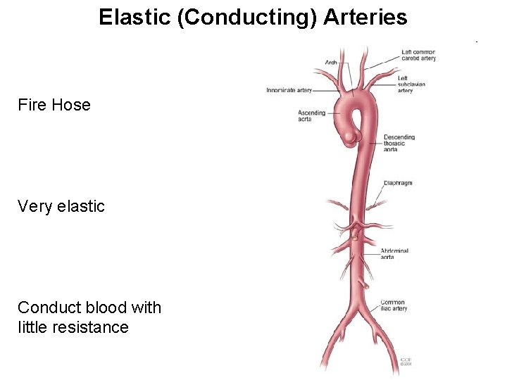 Elastic (Conducting) Arteries Fire Hose Very elastic Conduct blood with little resistance Elastic (Conducting) Arteries Fire Hose Very elastic Conduct blood with little resistance