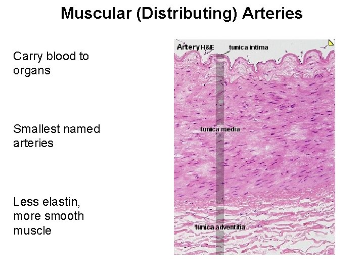 Muscular (Distributing) Arteries Carry blood to organs Smallest named arteries Less elastin, more smooth Muscular (Distributing) Arteries Carry blood to organs Smallest named arteries Less elastin, more smooth
