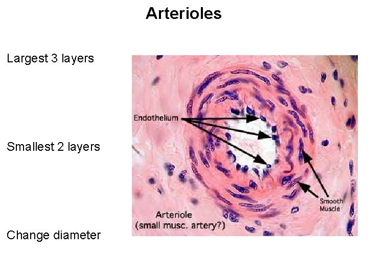 Arterioles Largest 3 layers Smallest 2 layers Change diameter Arterioles Largest 3 layers Smallest 2 layers Change diameter