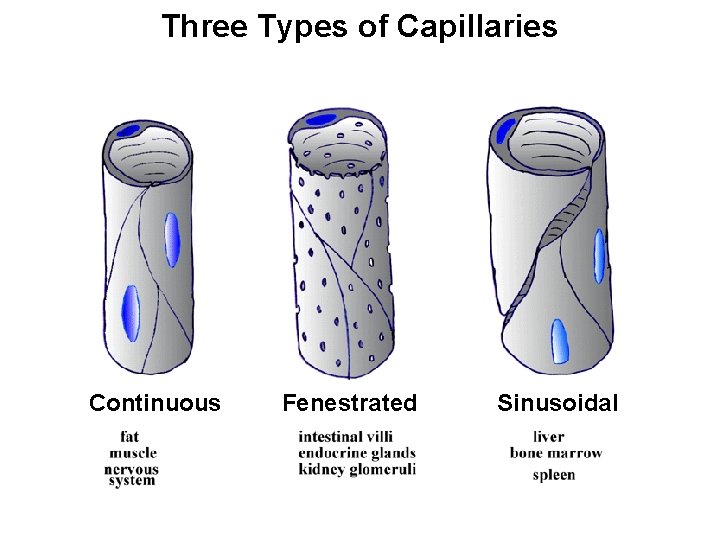 Three Types of Capillaries Continuous Fenestrated Sinusoidal Three Types of Capillaries Continuous Fenestrated Sinusoidal