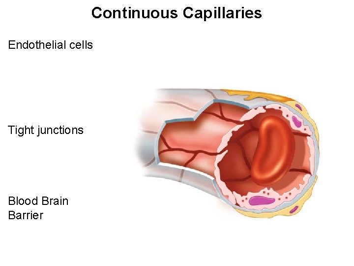 Continuous Capillaries Endothelial cells Tight junctions Blood Brain Barrier Continuous Capillaries Endothelial cells Tight junctions Blood Brain Barrier
