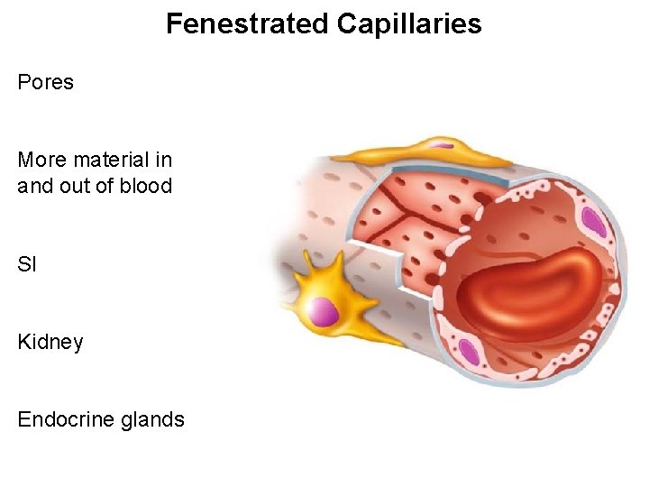 Fenestrated Capillaries Pores More material in and out of blood SI Kidney Endocrine glands Fenestrated Capillaries Pores More material in and out of blood SI Kidney Endocrine glands