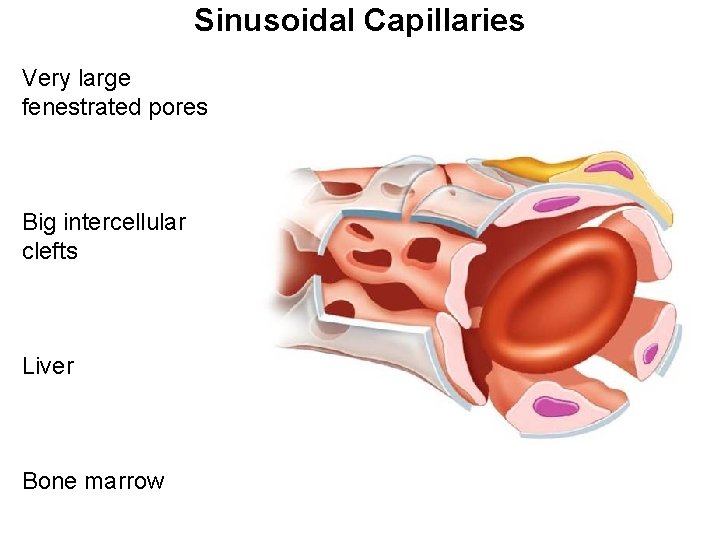 Sinusoidal Capillaries Very large fenestrated pores Big intercellular clefts Liver Bone marrow Sinusoidal Capillaries Very large fenestrated pores Big intercellular clefts Liver Bone marrow
