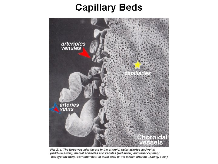 Capillary Beds Capillary Beds