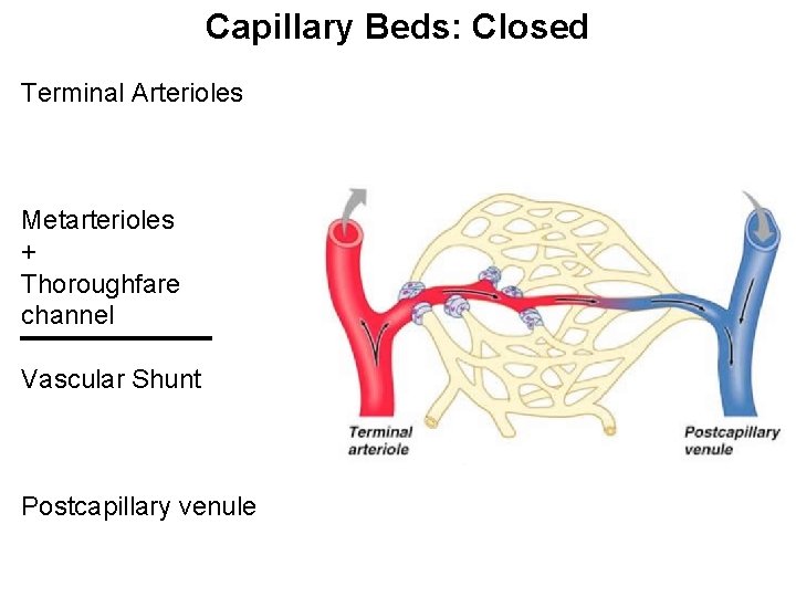 Capillary Beds: Closed Terminal Arterioles Metarterioles + Thoroughfare channel Vascular Shunt Postcapillary venule Capillary Beds: Closed Terminal Arterioles Metarterioles + Thoroughfare channel Vascular Shunt Postcapillary venule