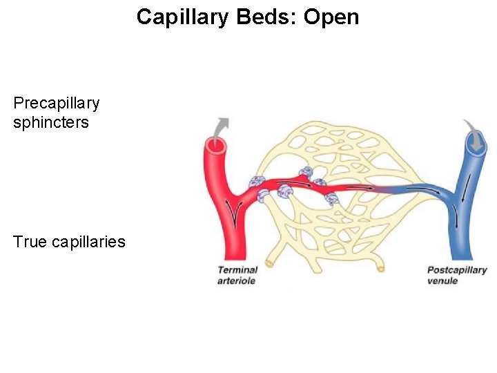 Capillary Beds: Open Precapillary sphincters True capillaries Capillary Beds: Open Precapillary sphincters True capillaries