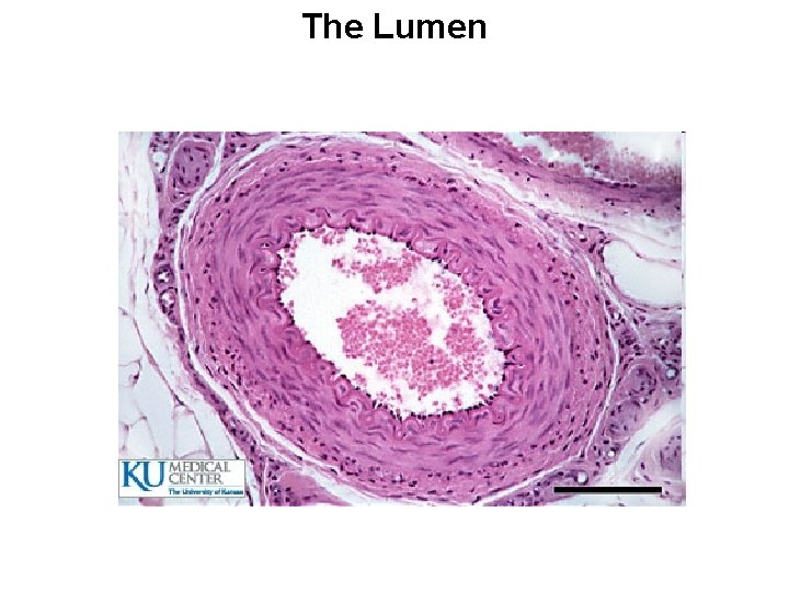 The Lumen The Lumen