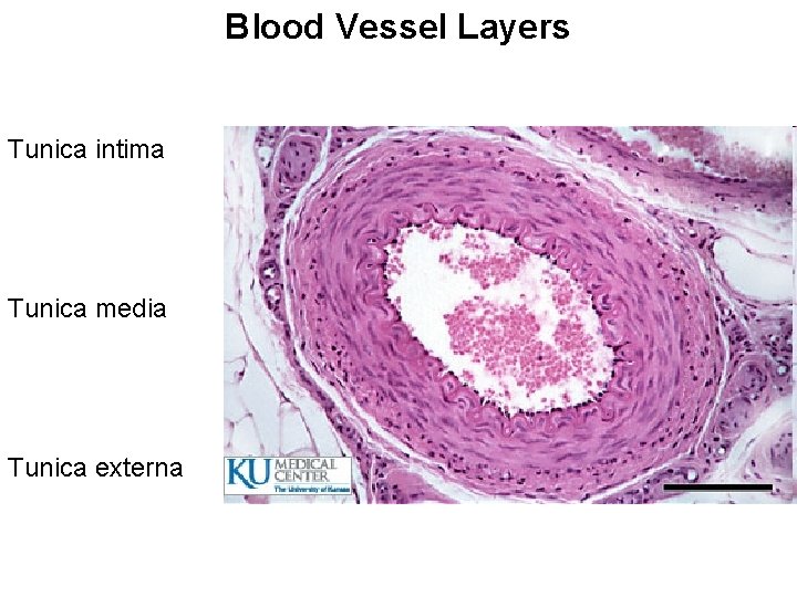 Blood Vessel Layers Tunica intima Tunica media Tunica externa Blood Vessel Layers Tunica intima Tunica media Tunica externa