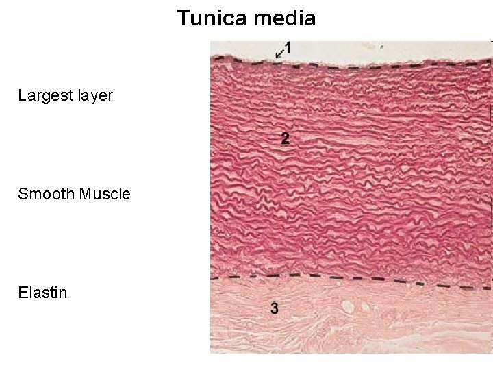 Tunica media Largest layer Smooth Muscle Elastin Tunica media Largest layer Smooth Muscle Elastin