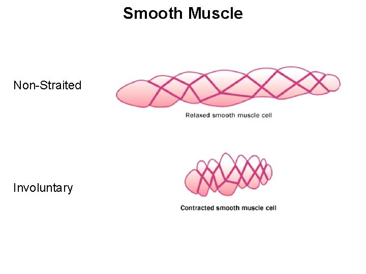 Smooth Muscle Non-Straited Involuntary Smooth Muscle Non-Straited Involuntary