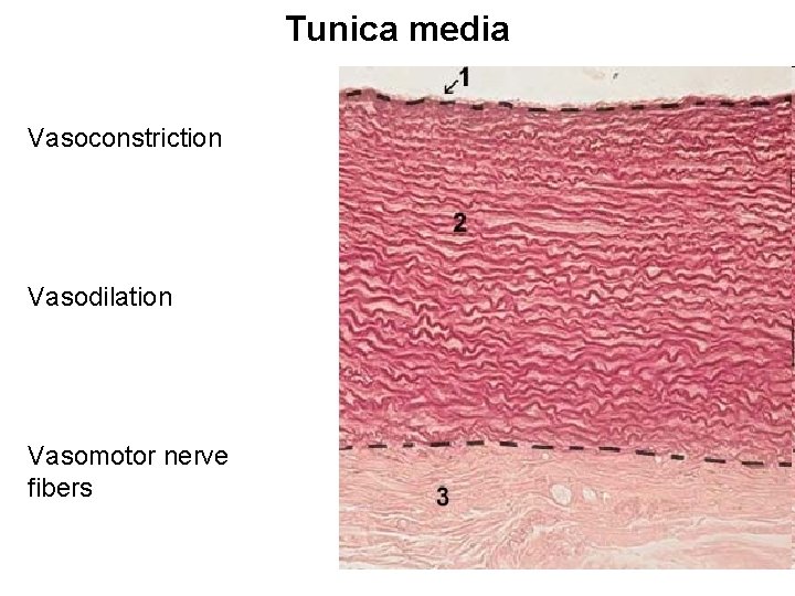 Tunica media Vasoconstriction Vasodilation Vasomotor nerve fibers Tunica media Vasoconstriction Vasodilation Vasomotor nerve fibers