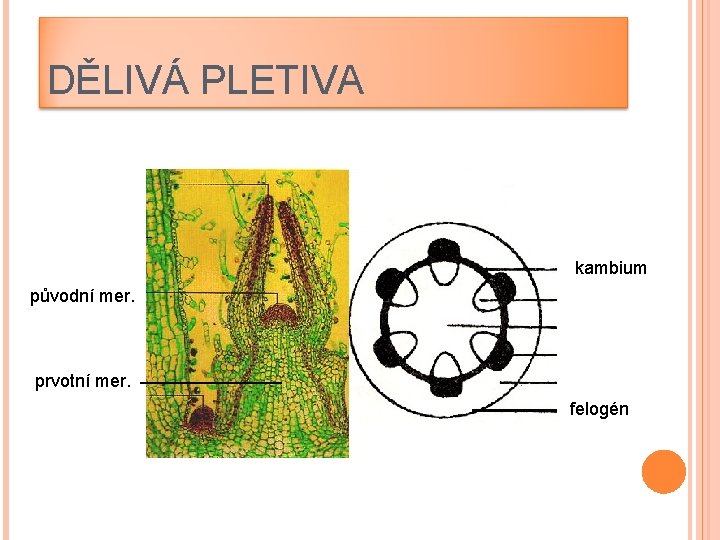 DĚLIVÁ PLETIVA kambium původní mer. prvotní mer. felogén 