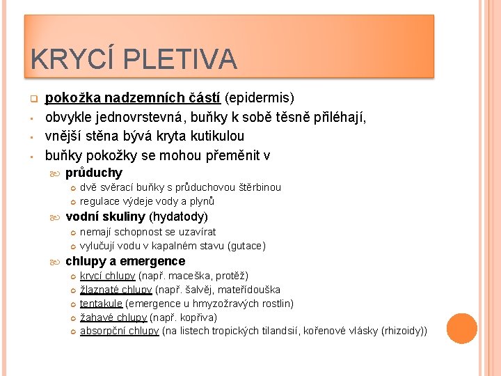 KRYCÍ PLETIVA q • • • pokožka nadzemních částí (epidermis) obvykle jednovrstevná, buňky k