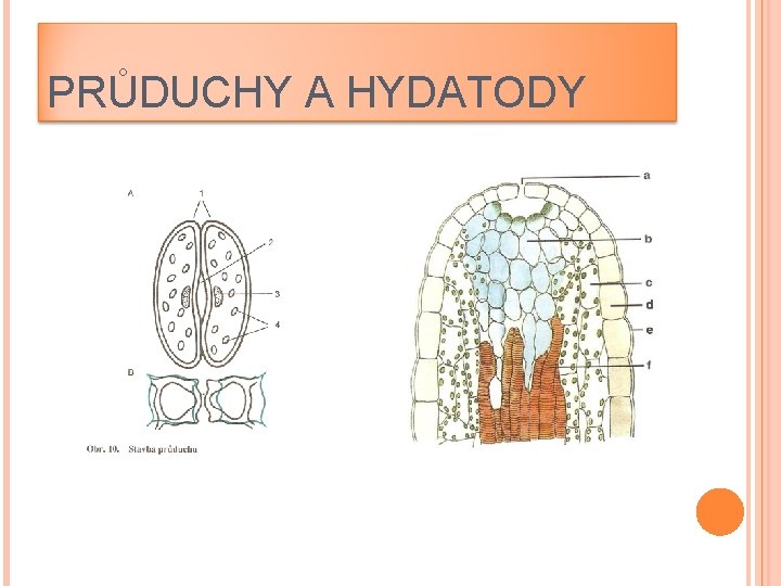 PRŮDUCHY A HYDATODY 