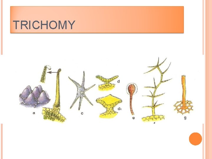 TRICHOMY 