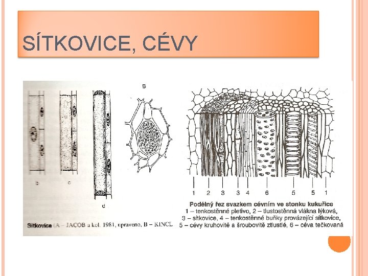 SÍTKOVICE, CÉVY 