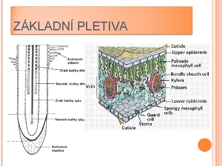 ZÁKLADNÍ PLETIVA 