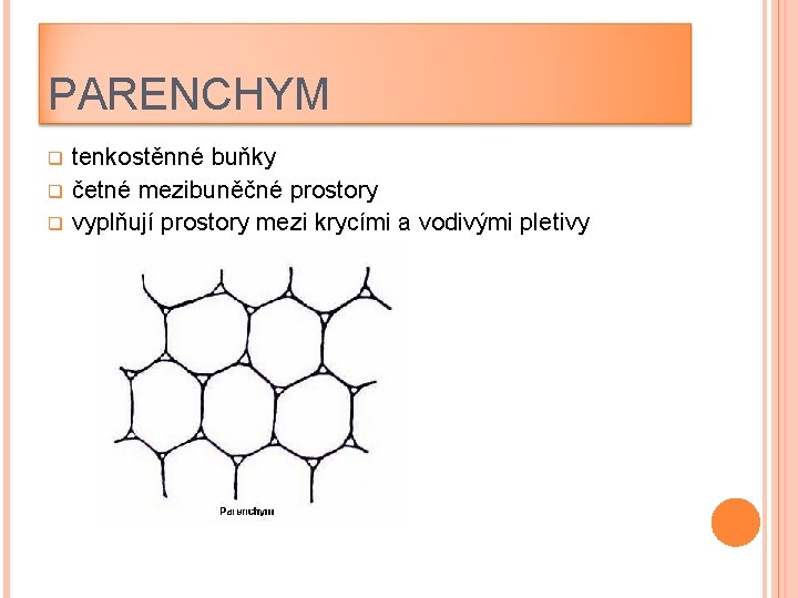 PARENCHYM q q q tenkostěnné buňky četné mezibuněčné prostory vyplňují prostory mezi krycími a