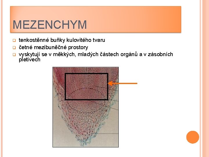 MEZENCHYM q q q tenkostěnné buňky kulovitého tvaru četné mezibuněčné prostory vyskytují se v