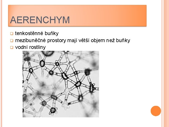 AERENCHYM q q q tenkostěnné buňky mezibuněčné prostory mají větší objem než buňky vodní