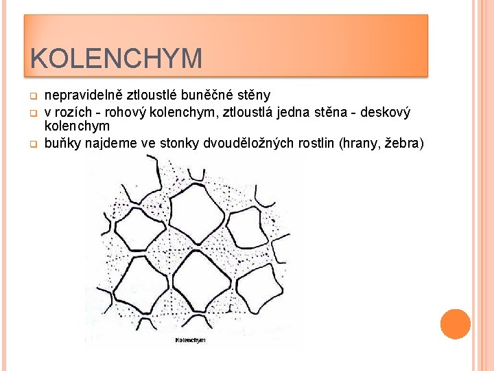 KOLENCHYM q q q nepravidelně ztloustlé buněčné stěny v rozích - rohový kolenchym, ztloustlá