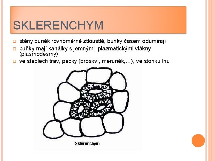 SKLERENCHYM q q q stěny buněk rovnoměrně ztloustlé, buňky časem odumírají buňky mají kanálky