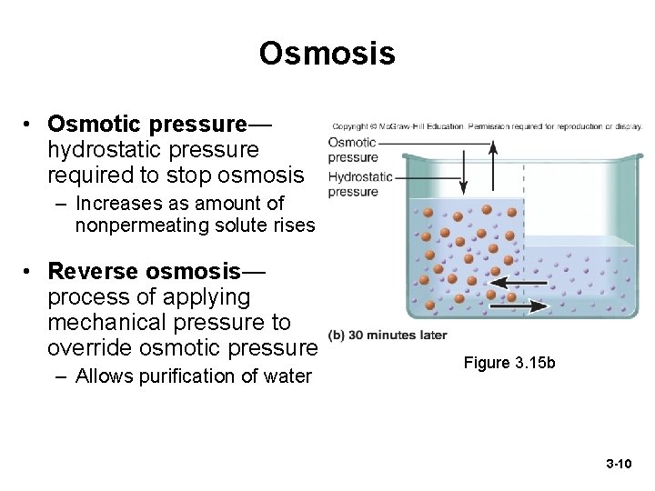 Osmosis • Osmotic pressure— hydrostatic pressure required to stop osmosis – Increases as amount