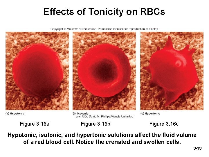 Effects of Tonicity on RBCs Figure 3. 16 a Figure 3. 16 b Figure