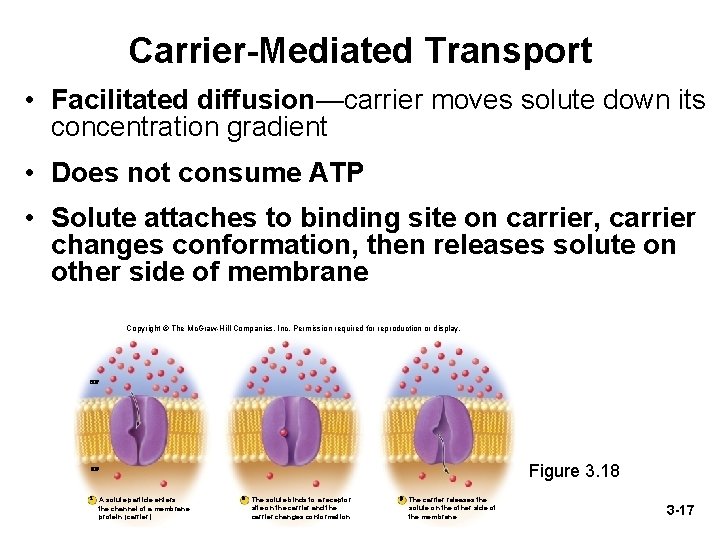Carrier-Mediated Transport • Facilitated diffusion—carrier moves solute down its concentration gradient • Does not