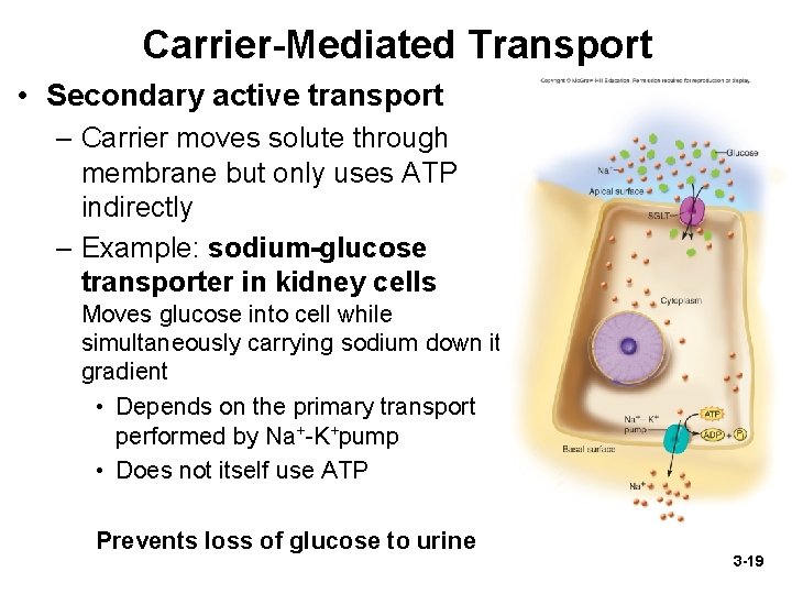 Carrier-Mediated Transport • Secondary active transport – Carrier moves solute through membrane but only