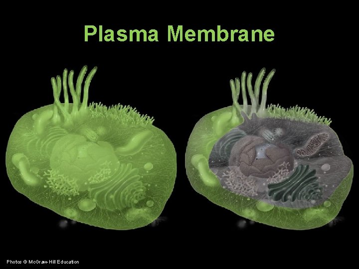 Plasma Membrane Photos © Mc. Graw-Hill Education 