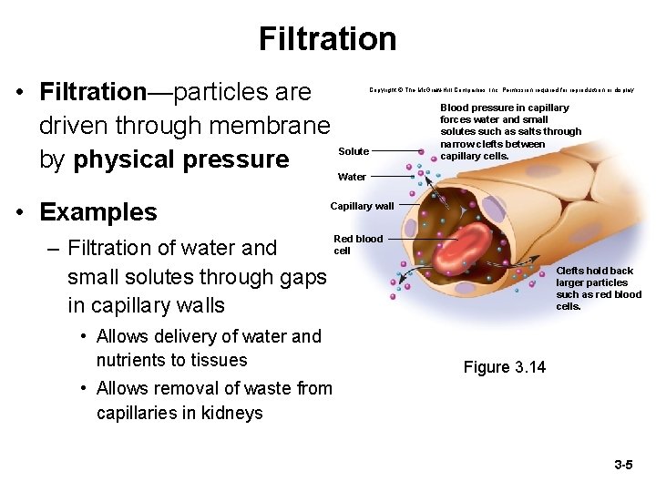 Filtration • Filtration—particles are driven through membrane by physical pressure • Examples Copyright ©